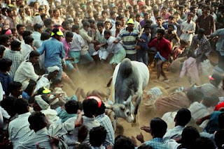 Jallikattu Bull Baiting