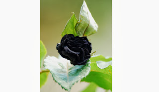 mawar hitam langka di turki