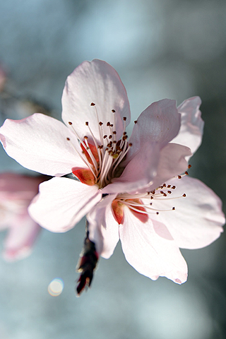 Sakura - Flor de cerezo - Solo Nuevas