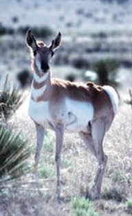 female pronghorn