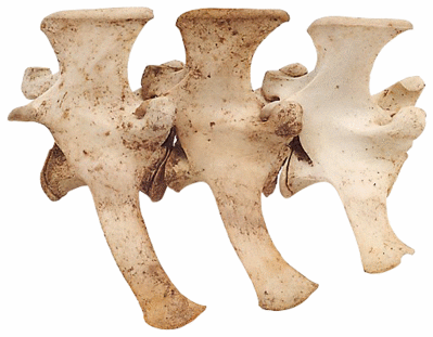 Three animal vertebrae