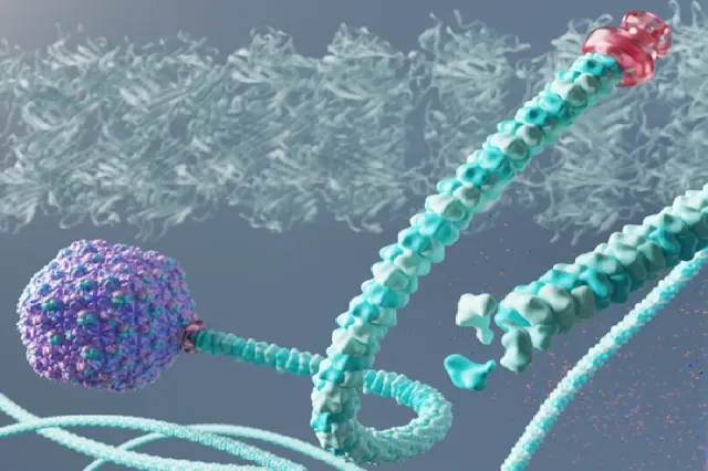 Esta cola le permite penetrar e infectar bacterias resistentes, incluso en aguas termales. Los científicos utilizaron técnicas de imagen y simulaciones por ordenador para conocer mejor la estructura de la cola de este fago