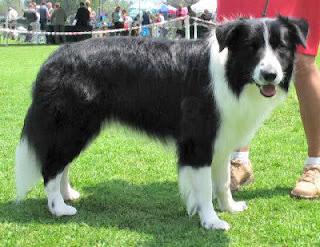 border collie dog puppy puppies breed animal wallpaper scotch sheep dog