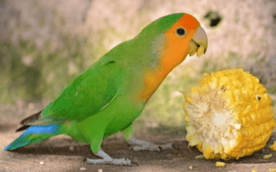 Makanan Burung Lovebird