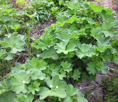 Alchemilla vulgaris