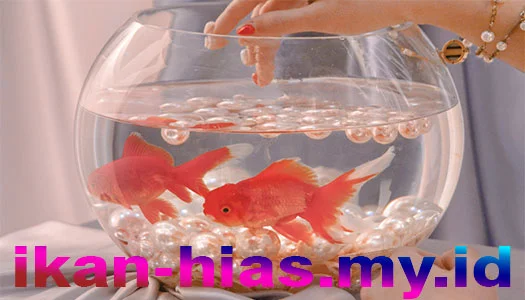 Ikan Hias Air Tawar Aquarium Kecil - Goldfish