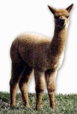 Alpaca