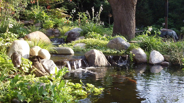 backyard pond cool ponds