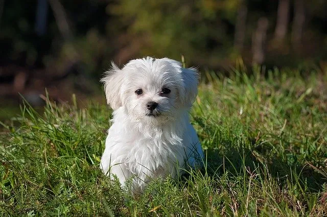 Molly dan Lucy, Dua Anjing Peliharaanku yang Imut