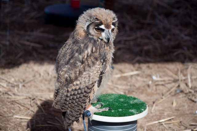 striped owl