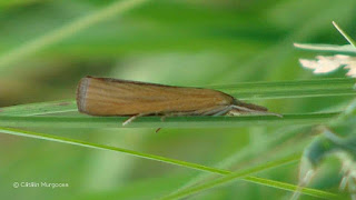 Pediasia luteella DSC86262