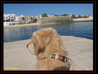 Golden Retriever in Lagos, Algarve