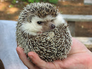 I am very pleased that Hans has garnered four great reviews, . (hedgehog)