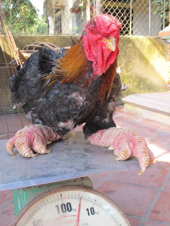 dong tao chicken, dragon chicken breed, dong tao, dragon chicken animal, chicken with big legs, dong tao chicken price, big feet chicken, baby dong tao chicken, dragon leg chicken, dragon chickens, dragon legs, dong tao chicken origin,
