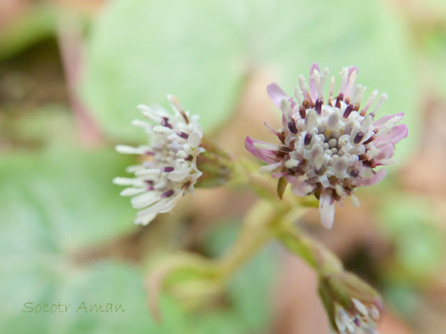 Petasites fragrans