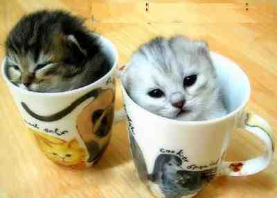 Cofee Cat