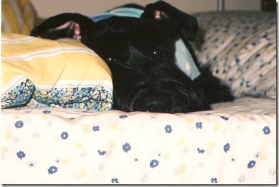 scan0015