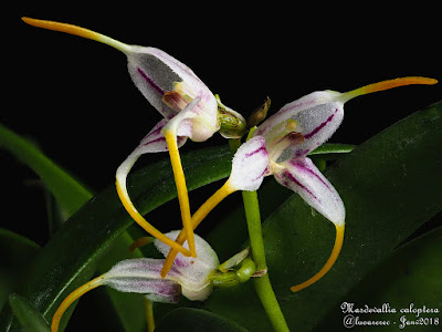 Masdevallia caloptera care and culture