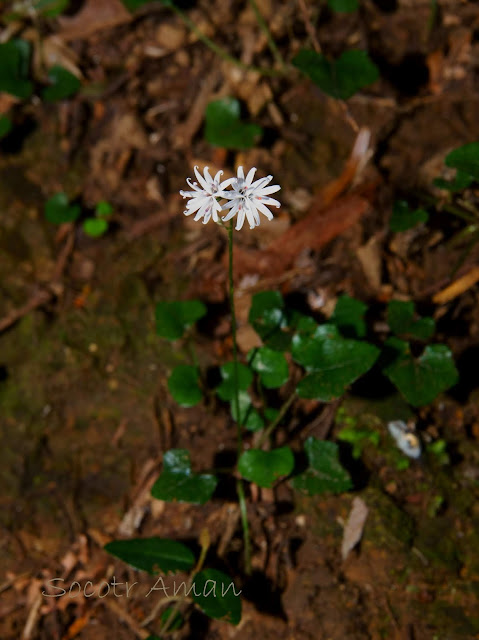 Ainsliaea apiculata