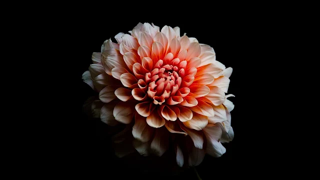 Dahlia Flower On Dark Background