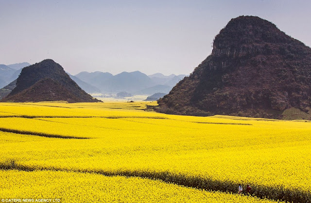 Pemandangan Lautan Bunga Kuning Di China [ www.BlogApaAja.com ]