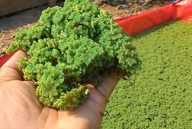 Penting Tanaman Azolla Untuk Pakan Ayam