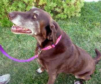 Senior Labrador Retriever Mix, Shelbie, in San Jose, CA