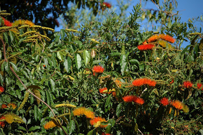 Cepillo de mono Combretum fruticosum