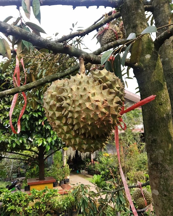 durian duri hitam di bali