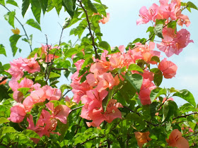 Orange Bougainvillea creates the visual impact, with its vines twisting and climbing to display a cascade of showy blossoms.