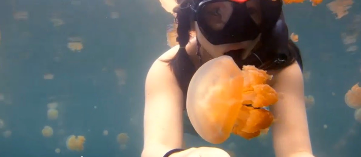 http://gopro.com/videos/featured/lost-in-jellyfish-lake?utm_source=newsletter&utm_medium=email&utm_content=vow-hero_img&utm_campaign=20140529_vow_lost-in-jellyfish-lake_us&utm_term=VOW&ExactTarget=true