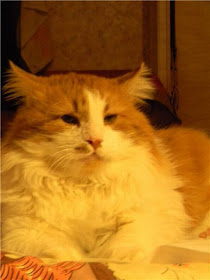 Amazing Cat Transformation Seen On www.coolpicturegallery.us