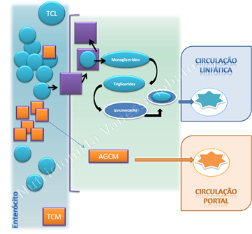 TCM absorção