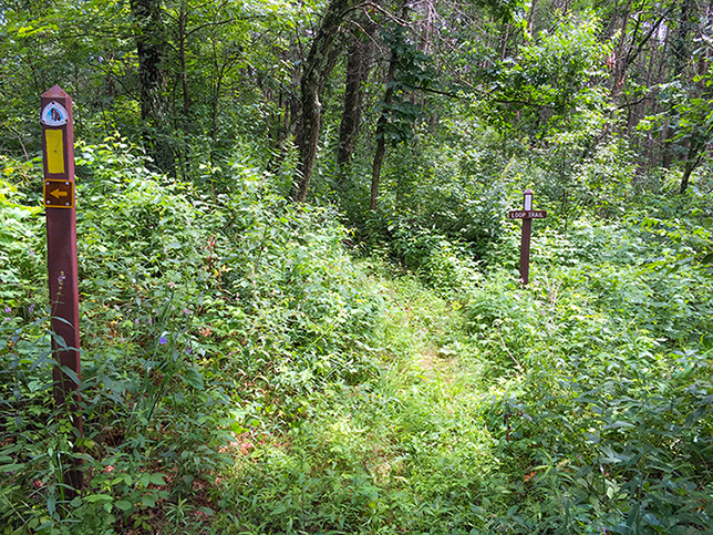 Ice Age Trail Greenwood Segment