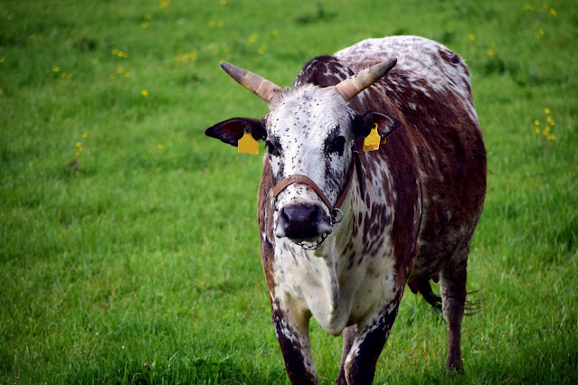 The Top 10 Outstanding Cattle Breeds