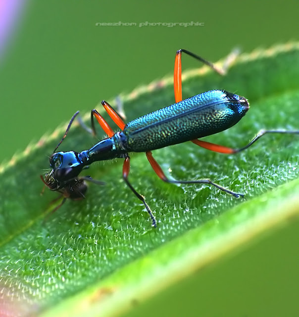 Dark blue long Beetle with red legs