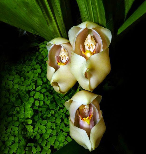 Swaddled Babies, Anguloa Uniflora, resemble flowers