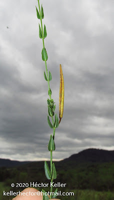 Oxypetalum radinsii