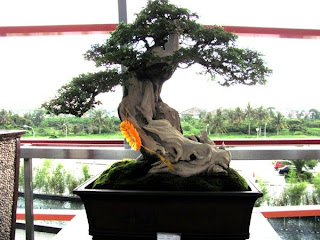 Bonsai, Mindanao, Desmodium, SM Lanang Premier, Kadayawan Festival, Home and Garden, Informal upright, Triple trunk, Cascading, Literati, Rock clasping, Slanting, Raft, One sided, Clump, Broom