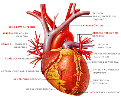 Corazon