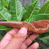 Pipa Rokok GAHARU BUAYA Grad B Ukir Suku Primitif 12 cm by Balung Craft