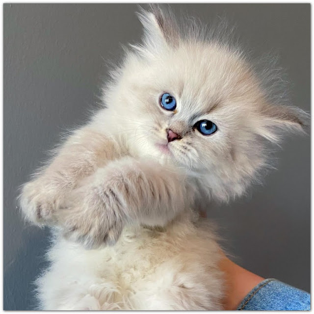 Looking Free Kittens in Wichita Falls, TX