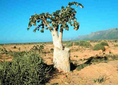 Pulau Socotra