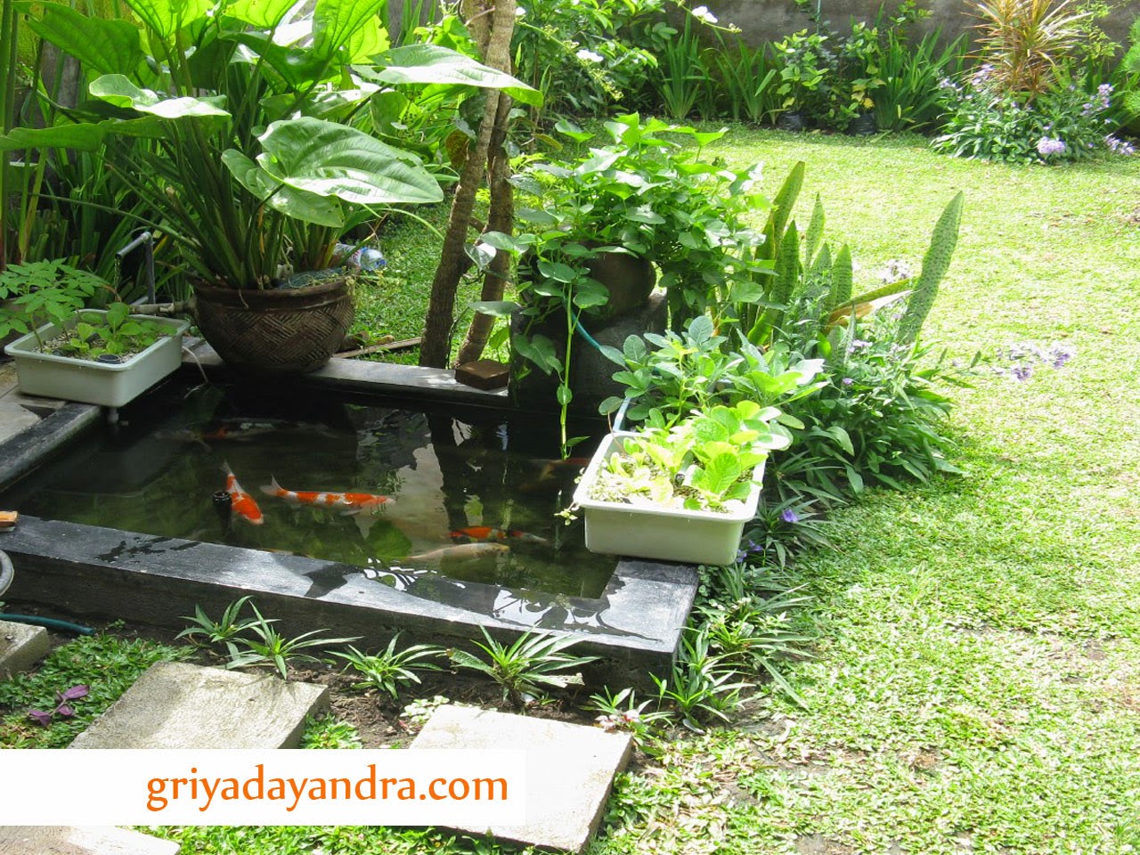 Panen ikan dan sayuran di rumah dengan aquaponik ~ My home ...