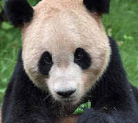 Contoh report text about panda