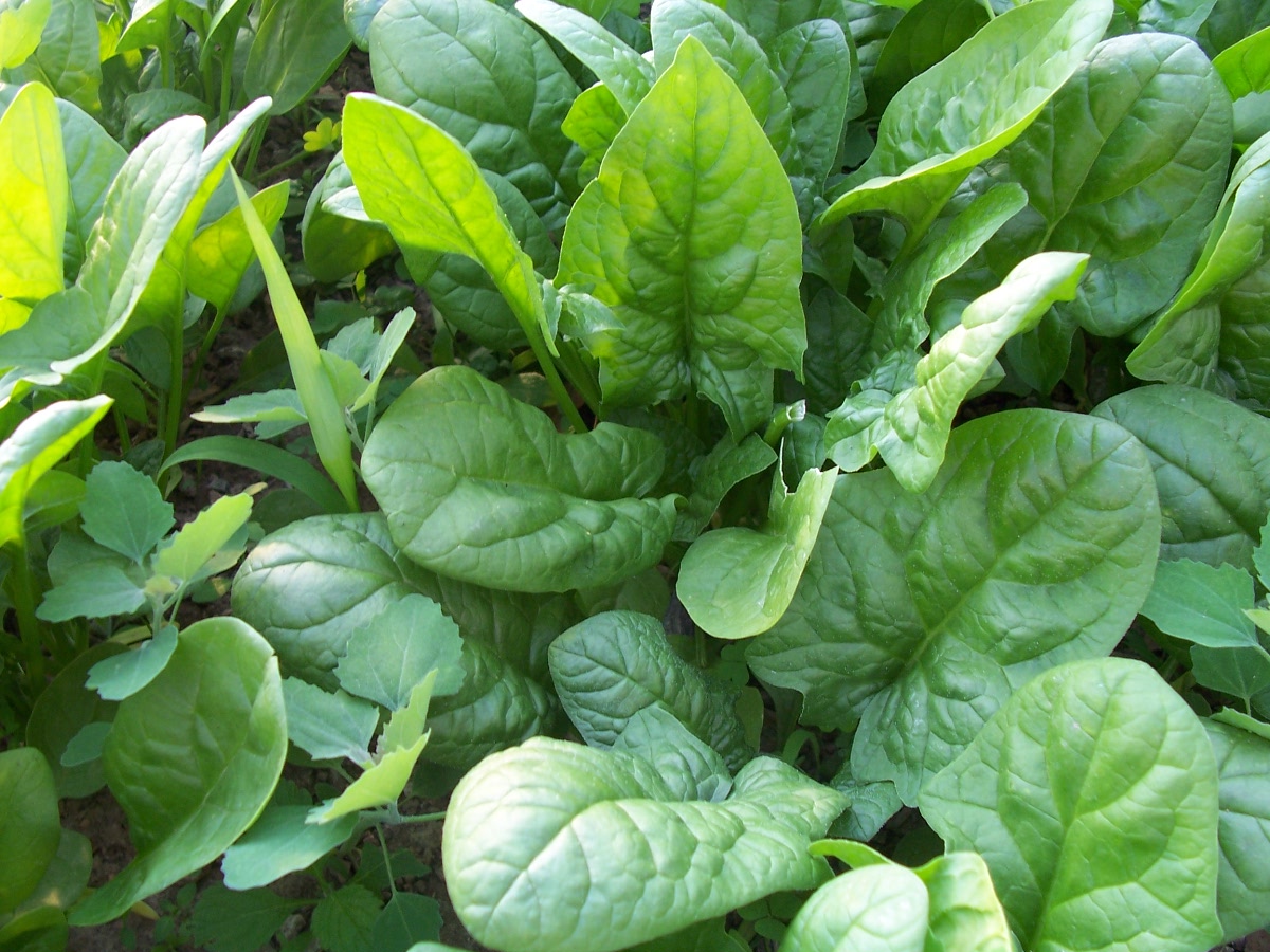 Krazo Acres: The spinach I didn't plant