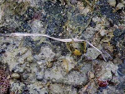 Ribbon Worm (Baseodiscus quinquelineatus)