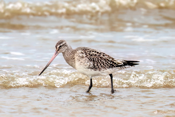 Bar-tailed godwit