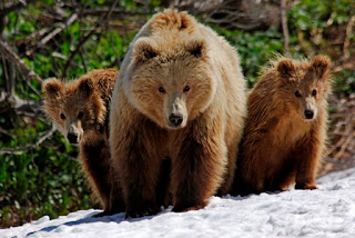 brown bear