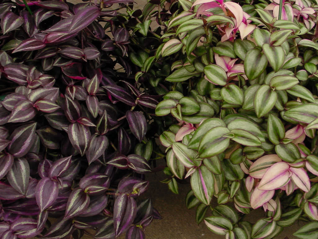 Tradescantia